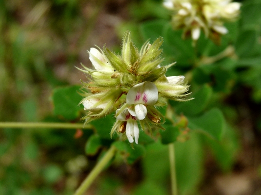 {Lespedeza hirta var. hirta}